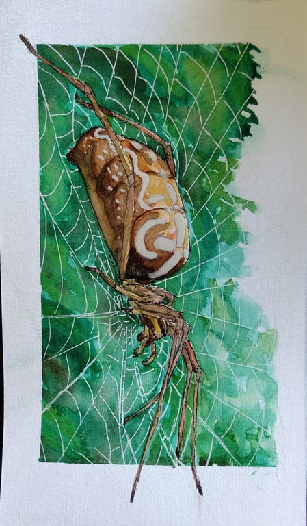 Araneus diademantus