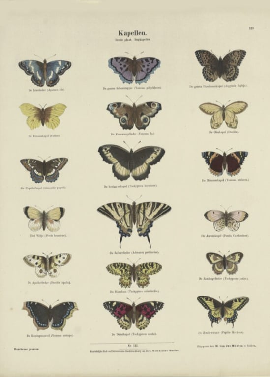 Plakat - Sommerfugle billede 2