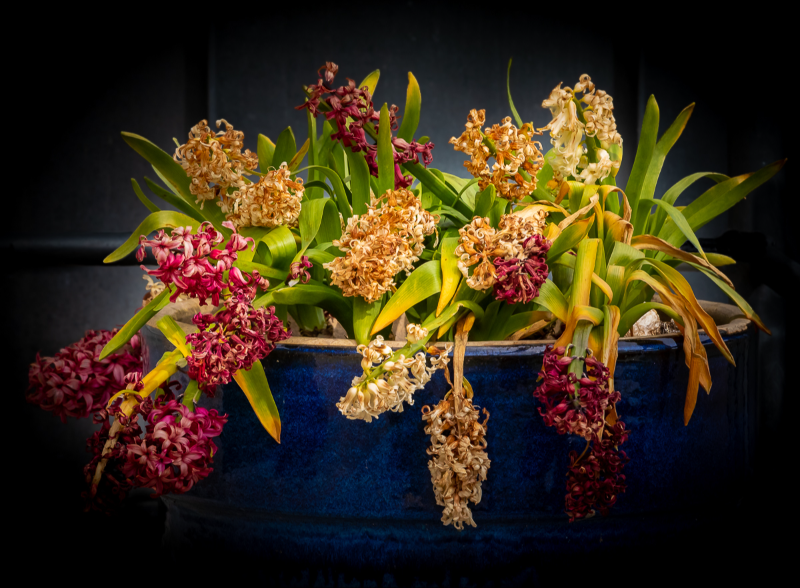 Smukke blomster i forfald