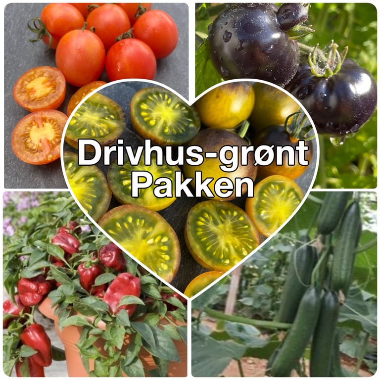 Billede af forskellige drivhusgrøntsager, inklusive røde cherrytomater, sorte tomater på plante, rød peberfrugt i potte og grønne agurker i drivhus, med teksten "Drivhus-grønt Pakken" i hjertet i midten.