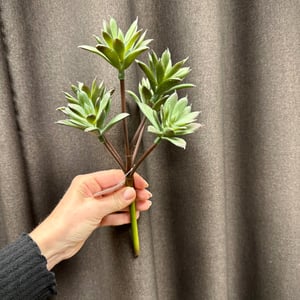 Sukkulent – produktbillede