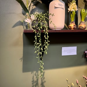 Grøn hænge ranke  – produktbillede