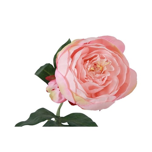 Pæon lys rosa (2)
