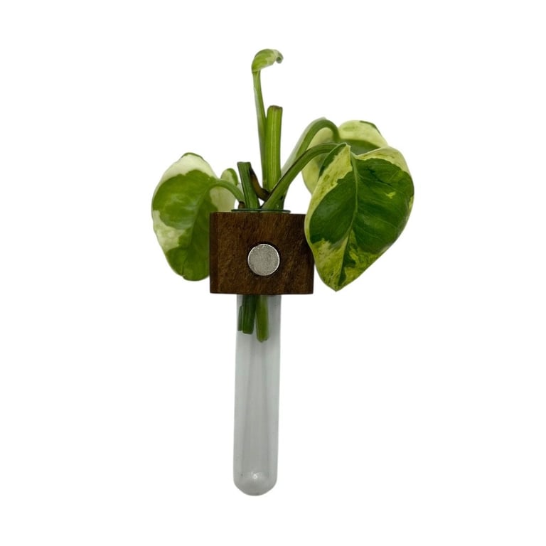 Magnetisk stiklingeholder af amerikansk valnøddetræ, håndlavet billede 2