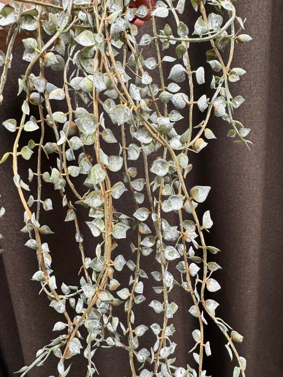 Hænge ranke billede 3