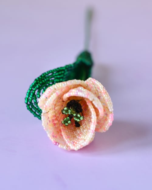 Tulipan (2)