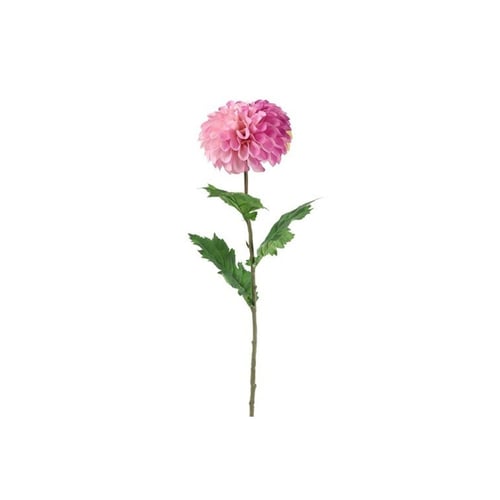 Dahlia lilla