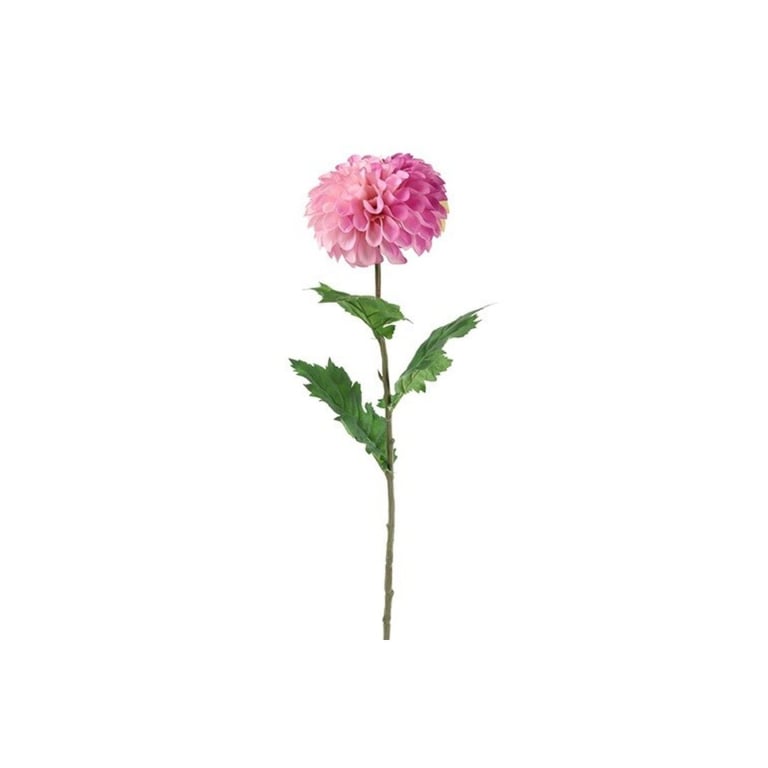En stilk med lyserød dahlia blomst og grønne blade på hvid baggrund.