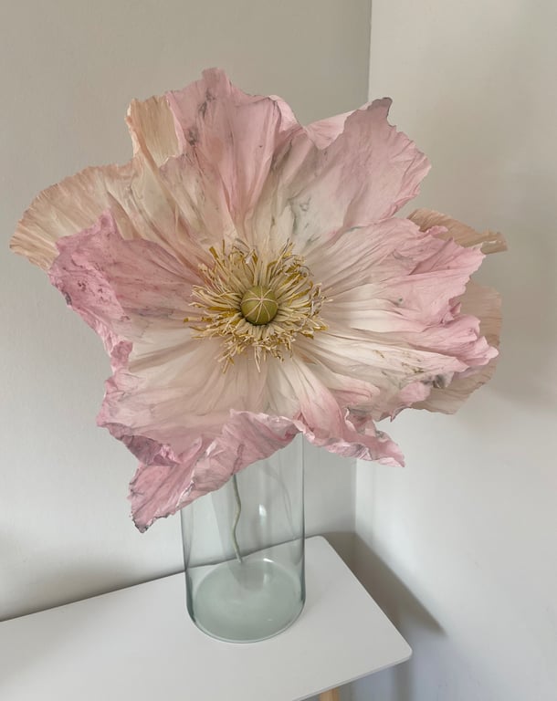 Stor lyserød og hvid blomst med krusede kronblade i gennemsigtig cylindrisk glasvase på et hvidt bord mod lyse vægge.