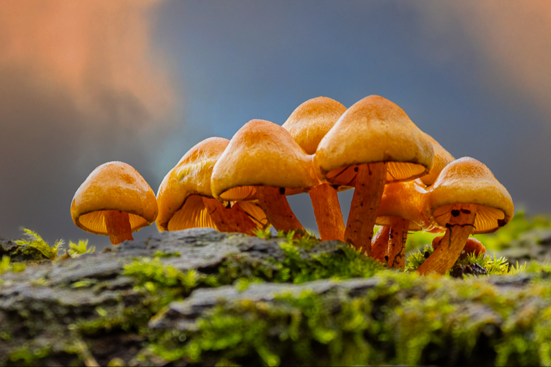 foto af dekorative skovsvampe 