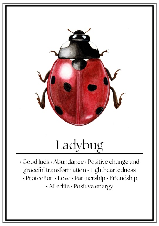 Ladybug