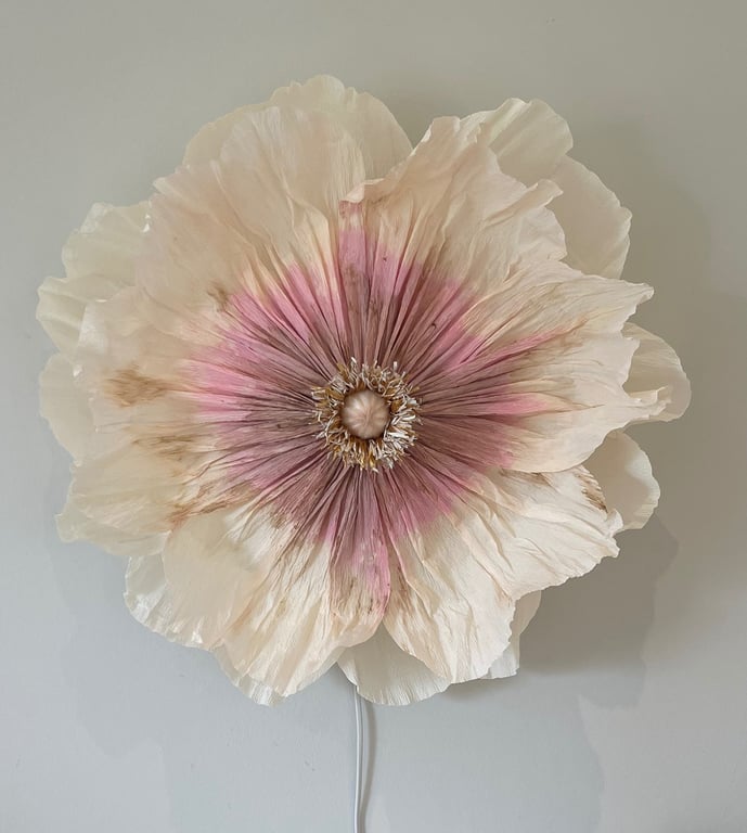 Stor, sart hvid blomst med lyserøde nuancer i midten mod en grå baggrund.