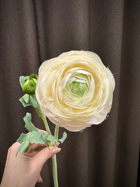 Ranunkel creme  billede 5