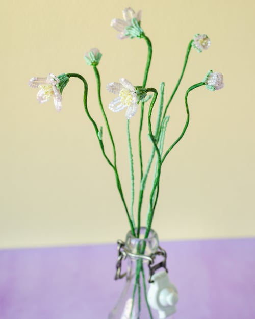 Sart lyserød perleblomst