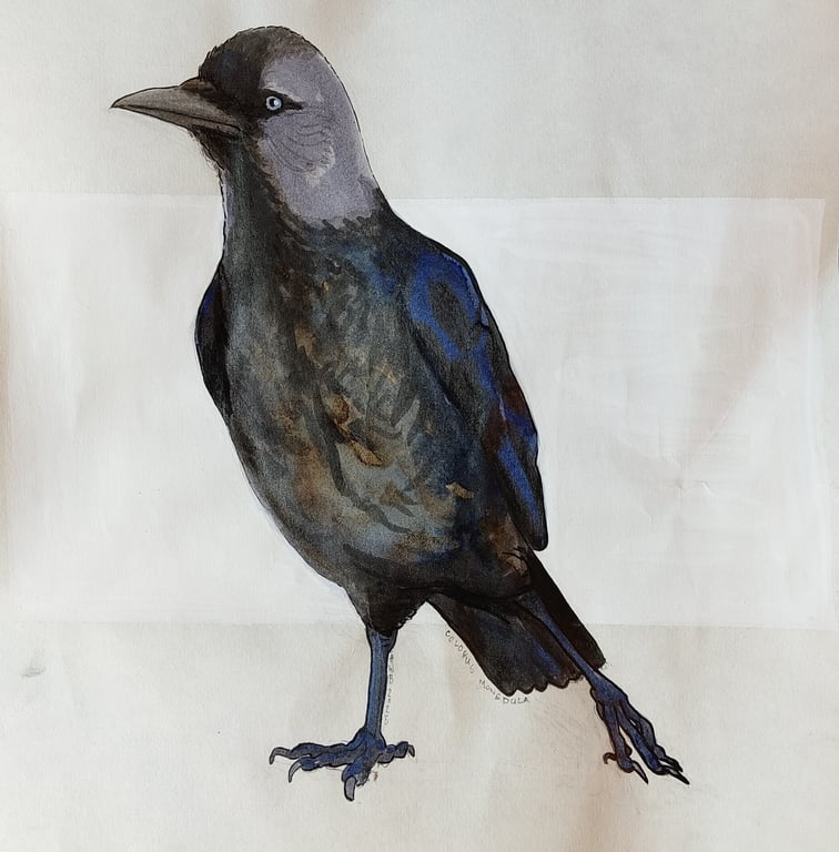 N2(25x25) - 3