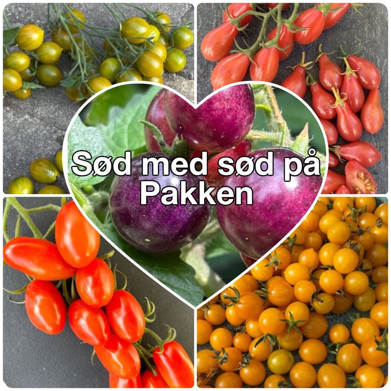 Collage af forskellige tomatsorter med gule, røde og lilla tomater, med teksten "Sød med sød på Pakken" i et hjerteformet felt midt i billedet.