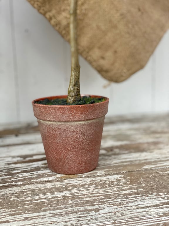 Rosmarin opstammet. billede 6