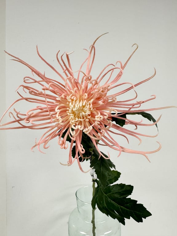 Spider chrysanthemum  billede 2