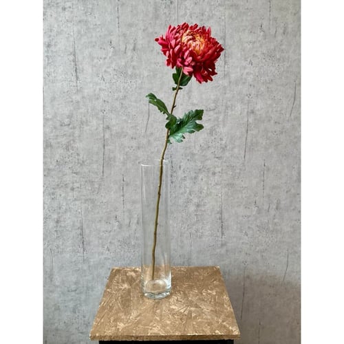 Chrysanthemum lys bordeaux (2)