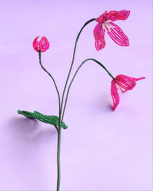 Pink klematis (5)