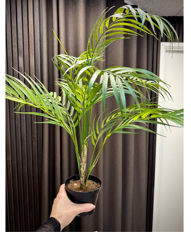 Palme plante  billede 5