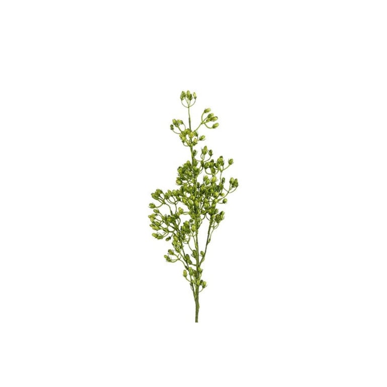 En enkelt grøn blomst med mange små knopper på en stilk mod hvid baggrund.
