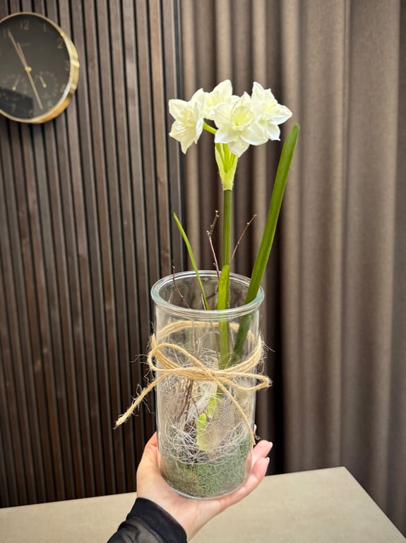 Narcisse i glas hvid stor  billede 2