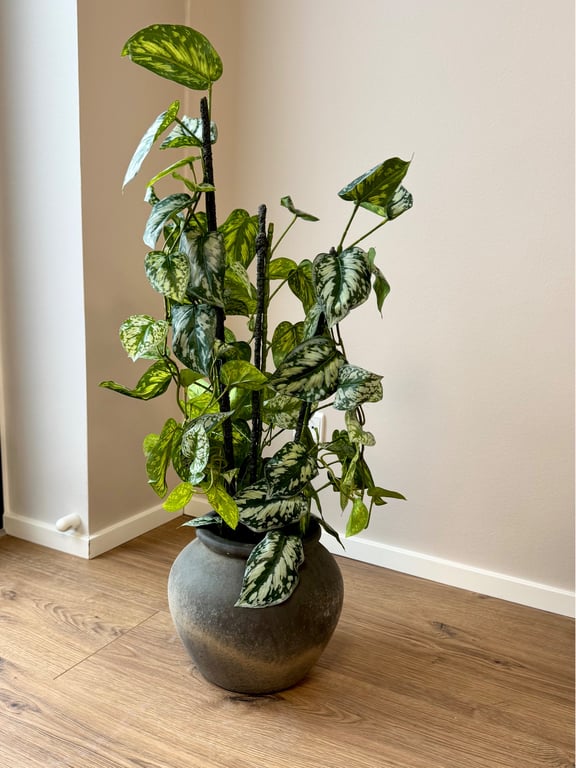 Opstammet plante billede 2