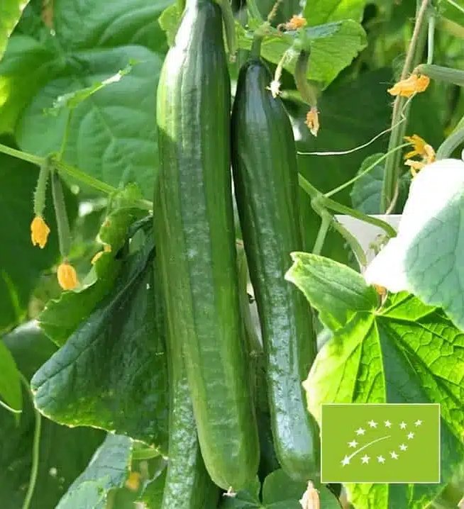 To agurker hængende på en plante med grønne blade og små gule blomster, med et økologisk mærke i nederste højre hjørne.