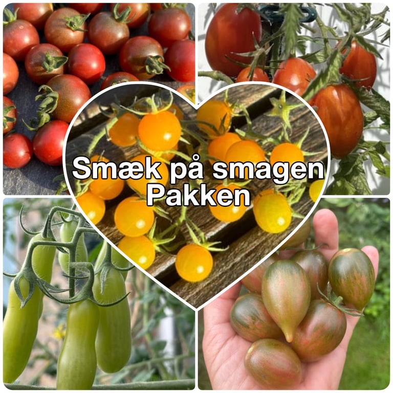 Billede med collage af forskellige tomatsorter i rød, orange, grøn og rødbrun farve samt teksten "Smæk på smagen Pakken" i hjerteformet ramme.