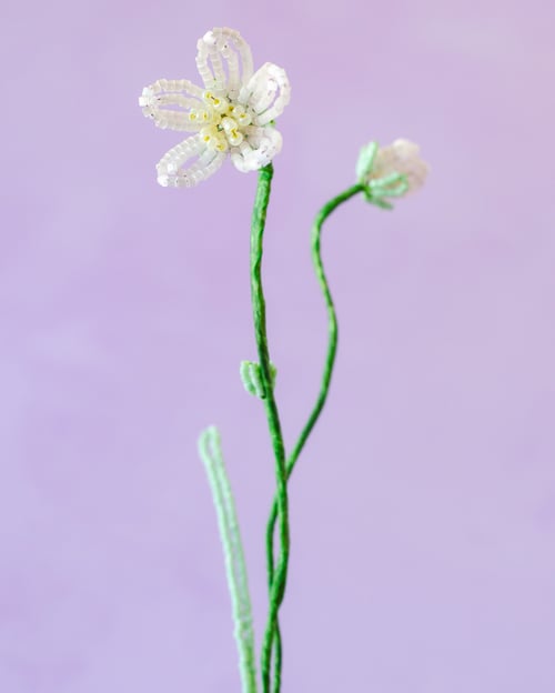 Sart lyserød perleblomst (2)
