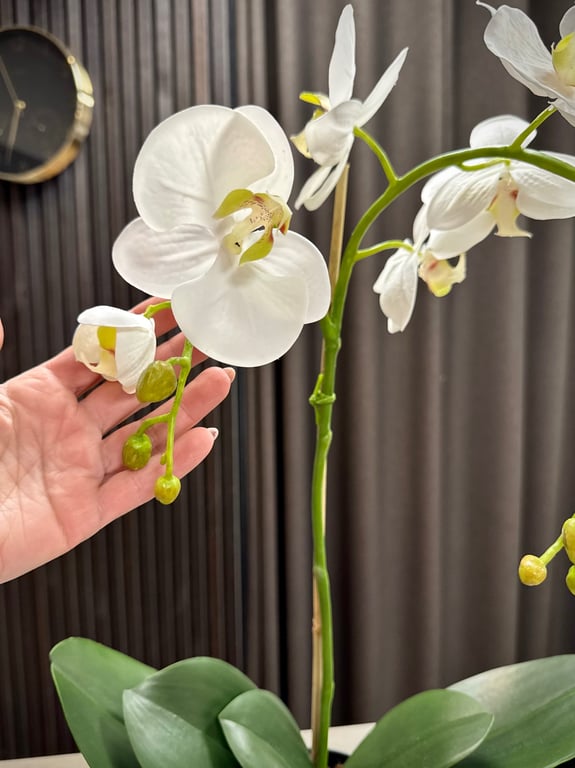 Orkidé hvid stor  billede 5