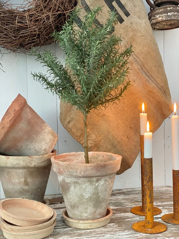 Rosmarin opstammet. billede 4