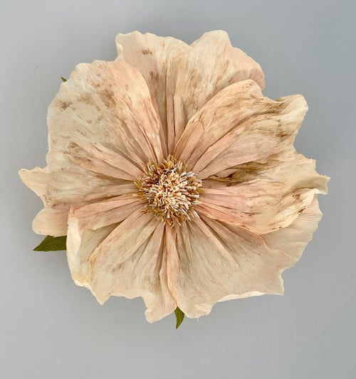 Alberte Vægblomst  (2)