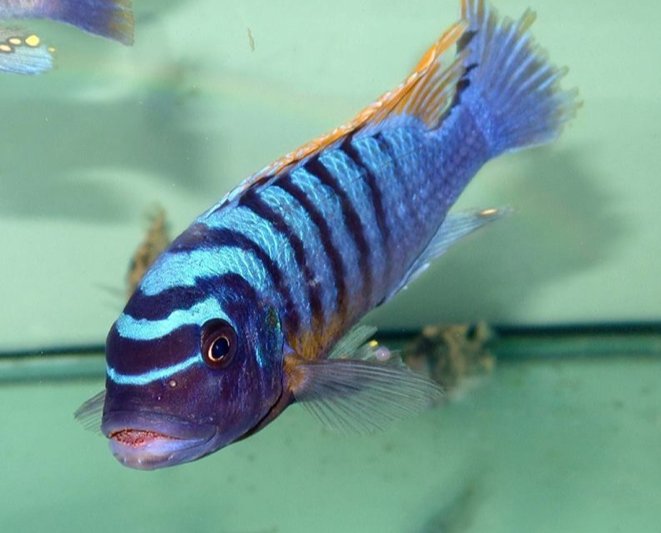 Metriaclima Fainzilberi 'Pombo Rocks'