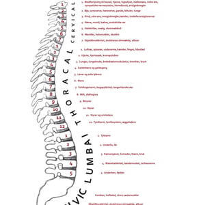 Spina De Anathomia - A3 &amp; B2 (50x70) – produktbillede