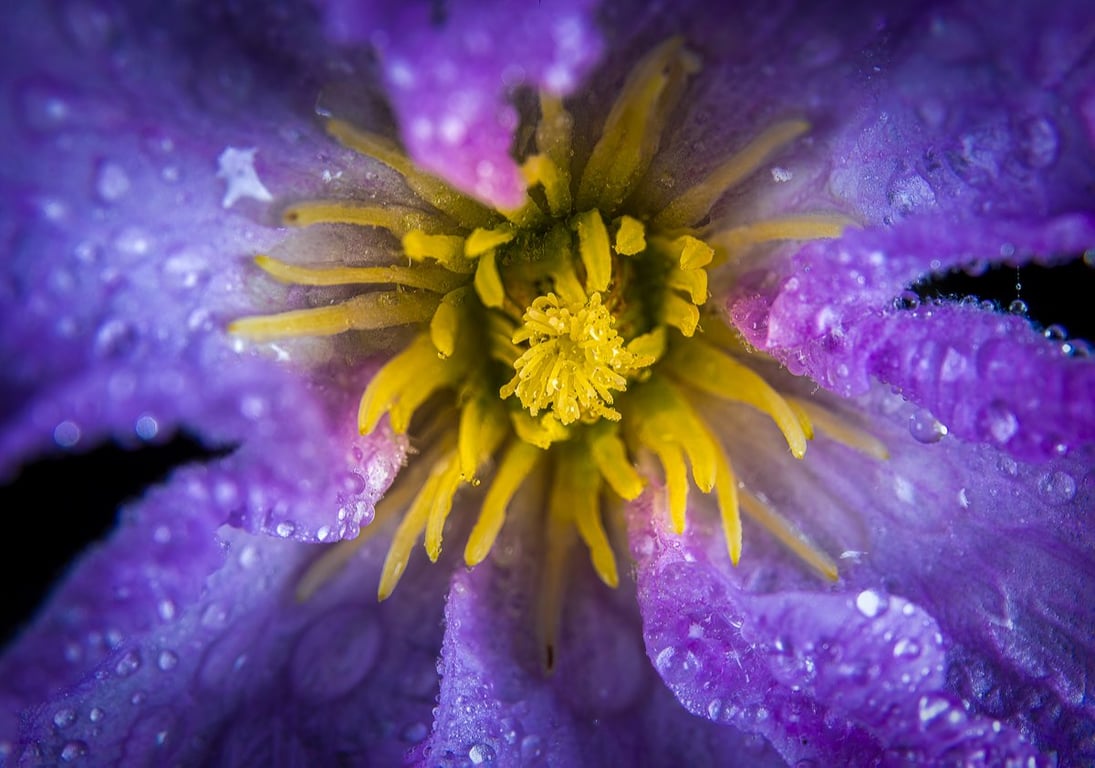 Makrofotografi af en Blue Angel klematis. 