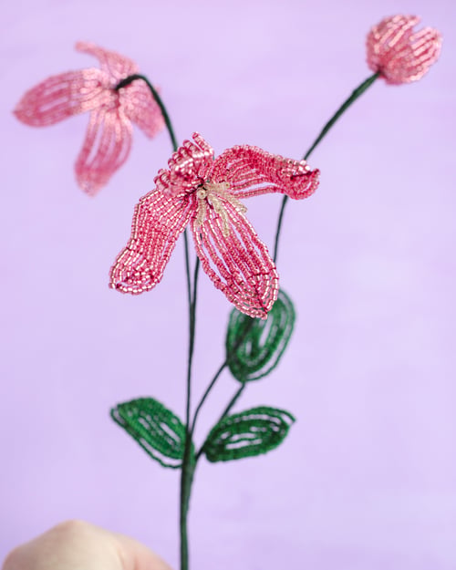 Rosa Klematis (2)