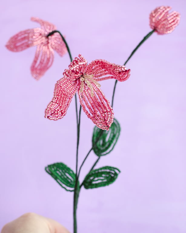Rosa Klematis billede 2