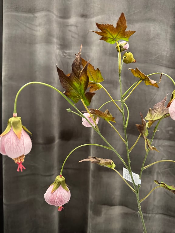 Klokkeblomst billede 7