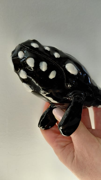 rethval, southern right whale billede 2