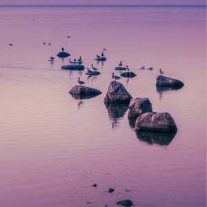 Ænderne ved Dragør Sydstrand (Amager)  – produktbillede