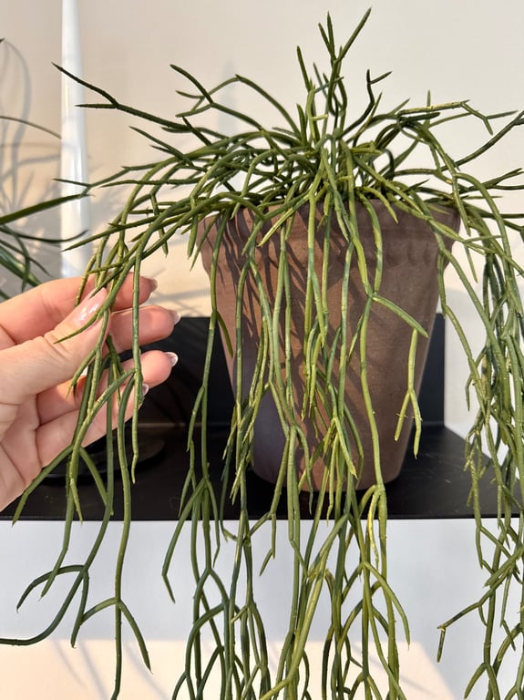 Phisalis hænge  billede 2