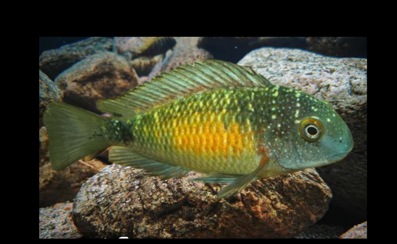 VF Tropheus "Kasakalawe"