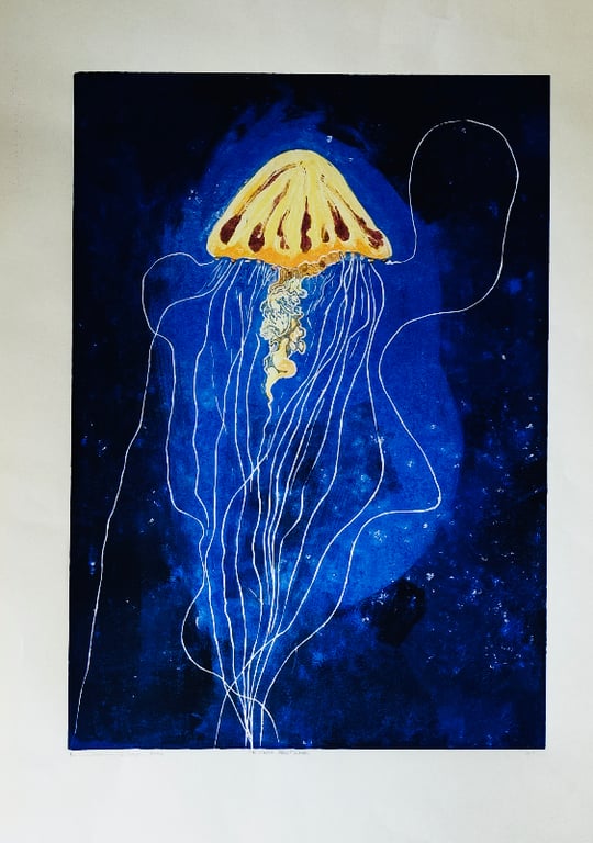 Chrysaora Fuscescens, monotopi, A2