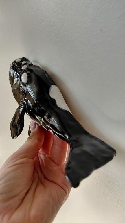 rethval, southern right whale billede 4