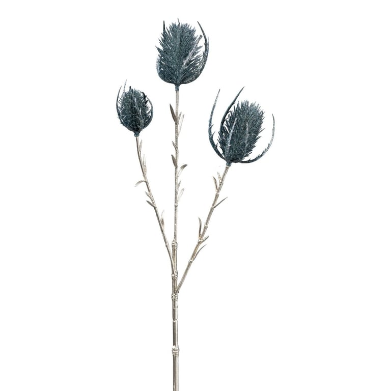 Tørret sød kardus med tre blågrønne blomsterhoveder og lyse stilke mod hvid baggrund.