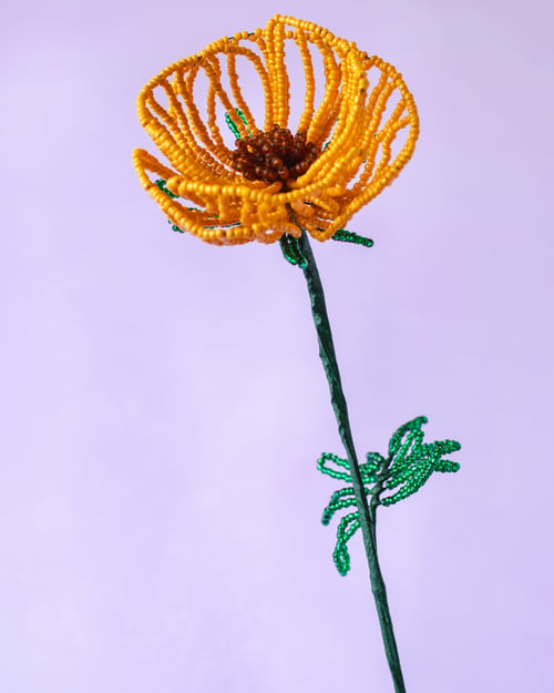 Varm gul valmue