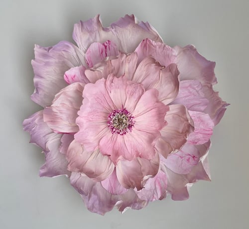 Stor vægblomst  (2)