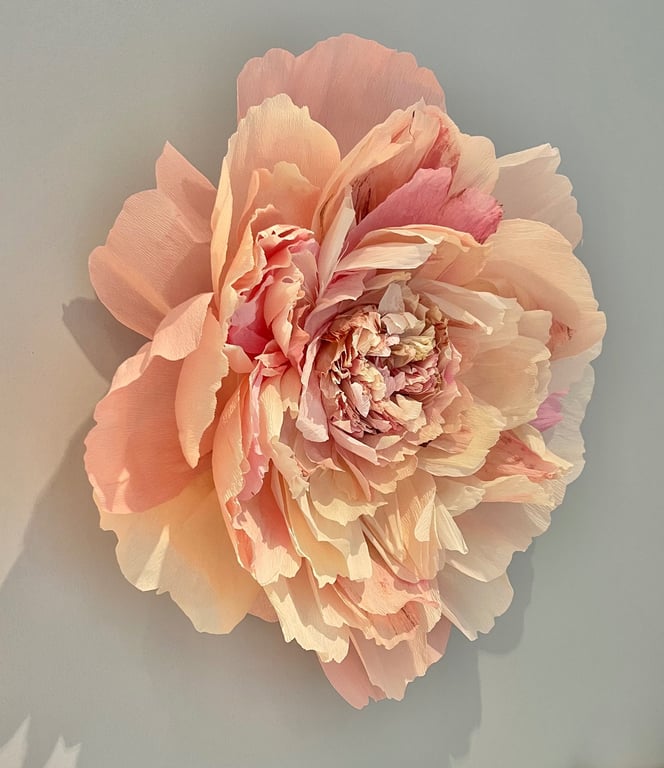 Stor, sart lyserød og cremefarvet blomst med mange lag af bløde kronblade mod en neutral baggrund.